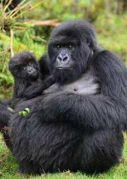 Mountain Gorilla