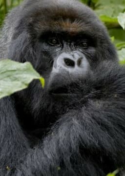 Mountain Gorilla
