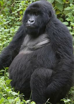 Mountain Gorilla