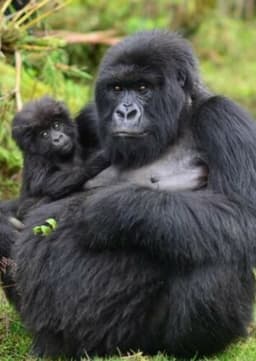 Mountain Gorilla
