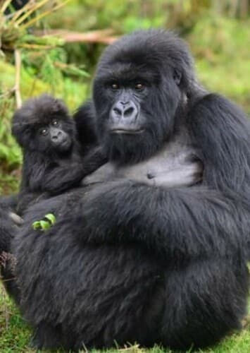 Mountain Gorilla
