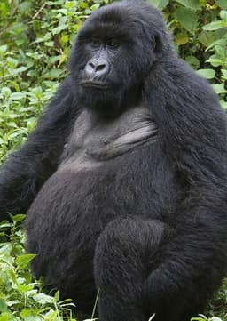 Mountain Gorilla