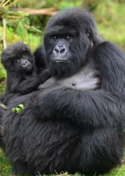 Mountain Gorilla