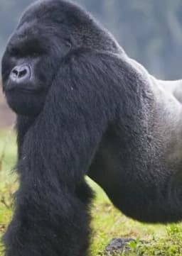 Mountain Gorilla