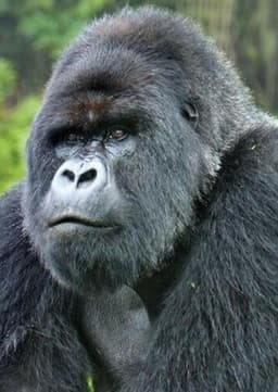 Mountain Gorilla