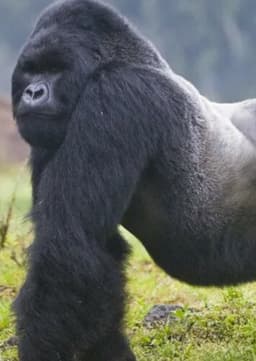 Mountain Gorilla