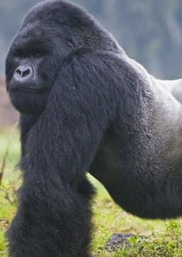 Mountain Gorilla