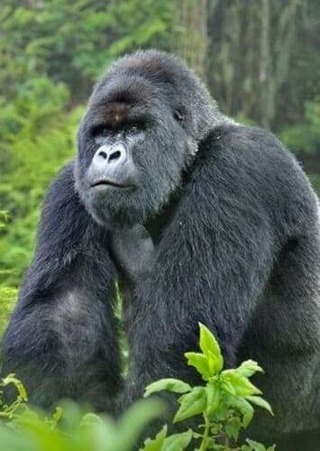 Mountain Gorilla