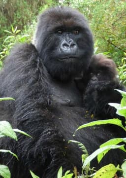 Mountain Gorilla