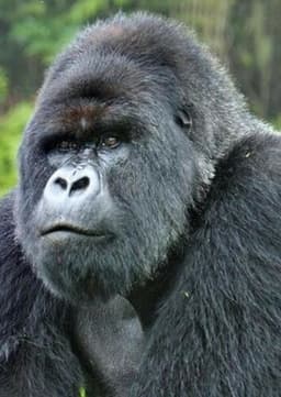 Mountain Gorilla