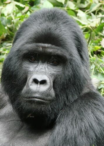 Mountain Gorilla