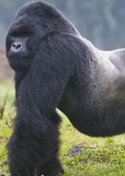 Mountain Gorilla