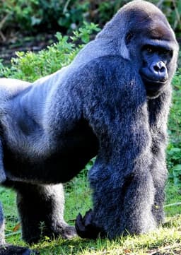 Mountain Gorilla