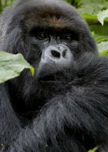 Mountain Gorilla