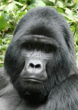 Mountain Gorilla