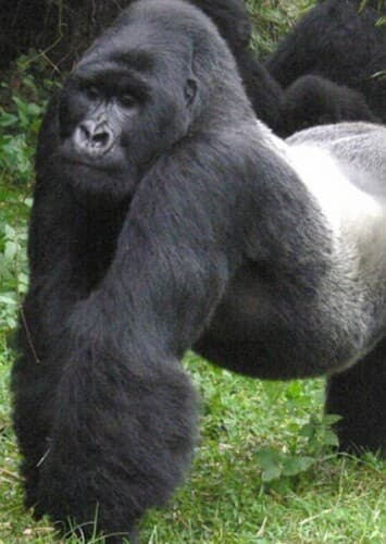 Mountain Gorilla