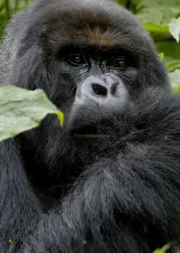 Mountain Gorilla