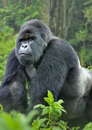 Mountain Gorilla