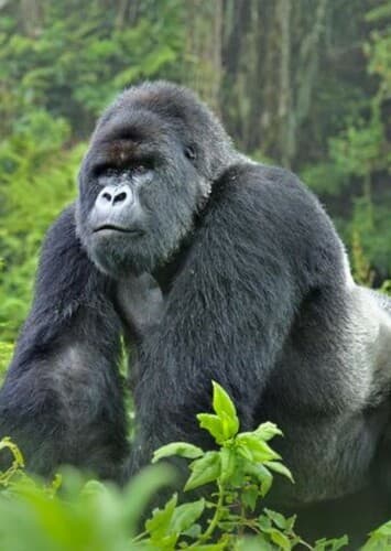Mountain Gorilla
