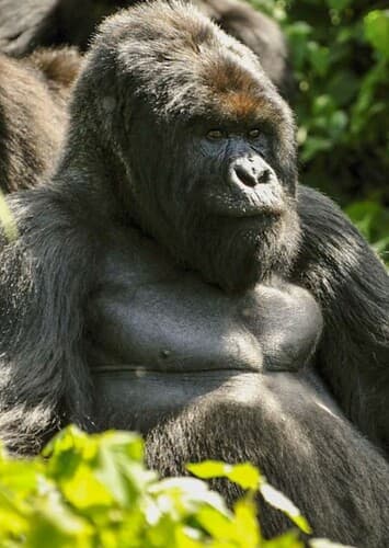 Mountain Gorilla