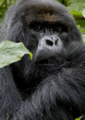 Mountain Gorilla