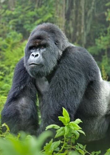 Mountain Gorilla