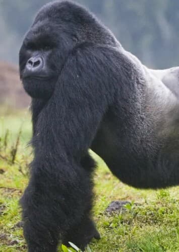 Mountain Gorilla