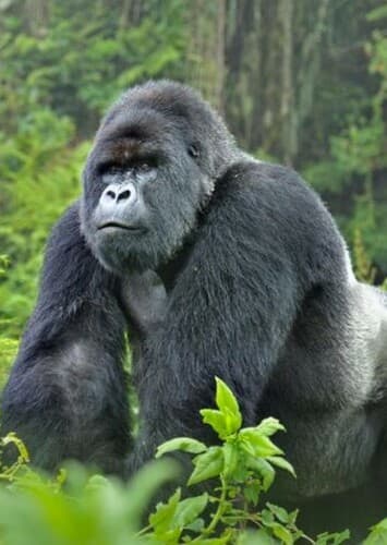 Mountain Gorilla