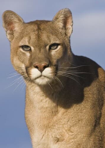 Mountain Lion