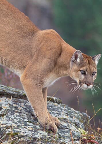 Mountain Lion