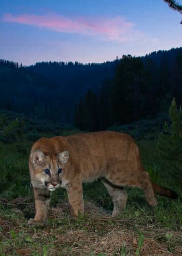 Mountain Lion