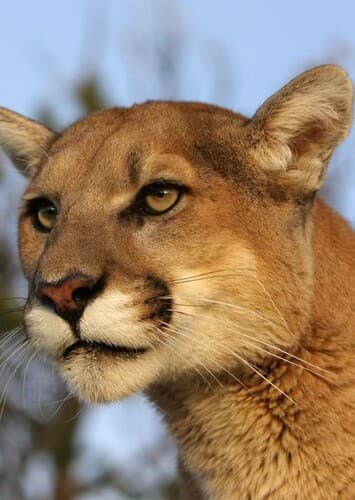 Mountain Lion