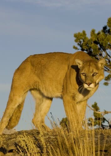 Mountain Lion