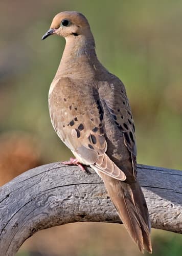 Mourning Dove