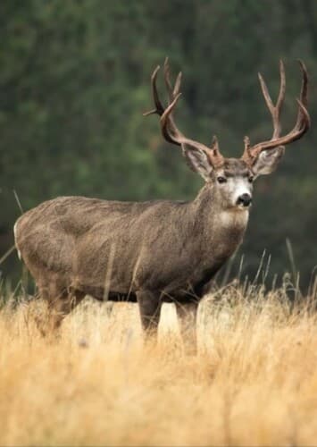 Mule Deer