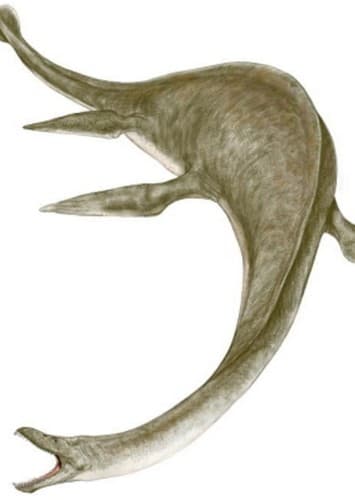 Muraenosaurus