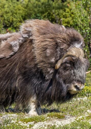 Musk Ox