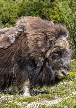 Musk Ox