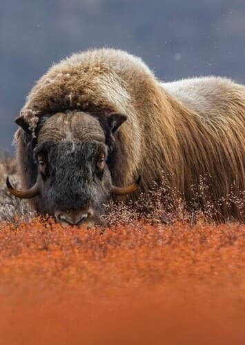 Musk Ox