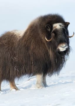 Musk Ox