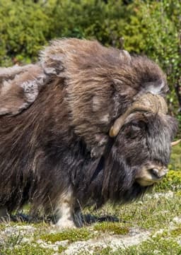 Musk Ox