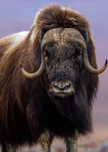 Musk Ox