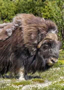 Musk Ox