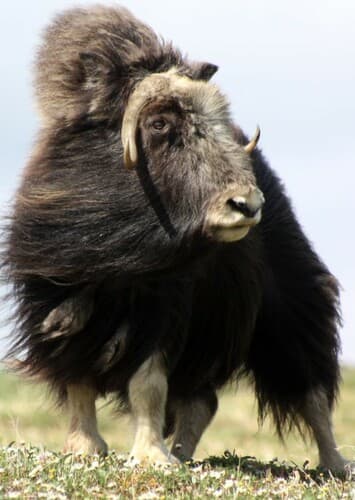 Muskox