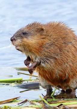 Muskrat