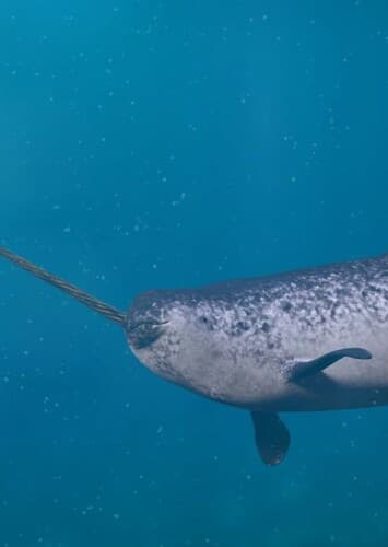 Narwhal