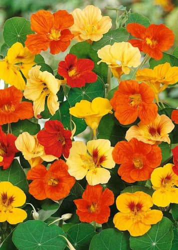 Nasturtium
