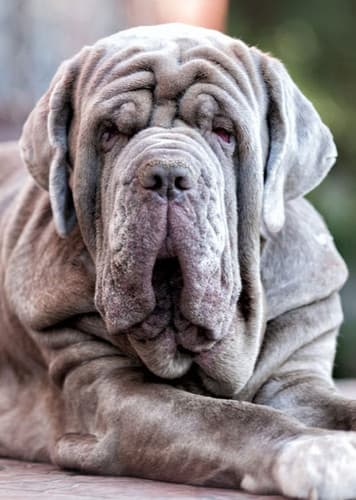 Neapolitan Mastiff Dog