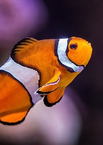 Nemo