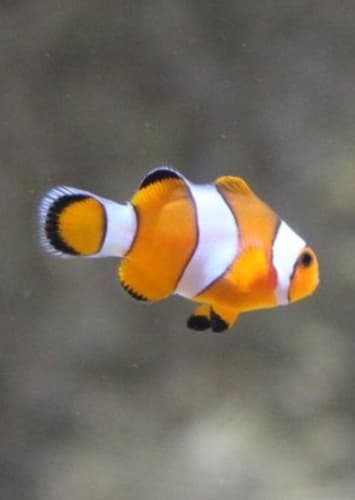 Nemo
